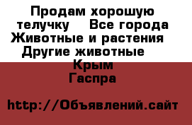 Продам хорошую телучку. - Все города Животные и растения » Другие животные   . Крым,Гаспра